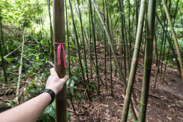 Man following marks on bamboo trail forest hiking route