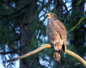 Eagle Call
