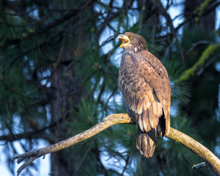Eagle Call