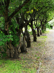 a park. The trees are dark