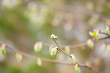 Hello Spring. horizontal