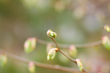 Hello summer. green branches with leaves