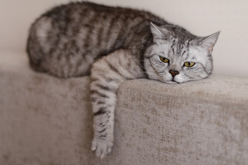 Fototapeta na wymiar The Gray-Brownish striped British sad cat rests on the back of the sofa in the apartment