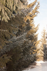 Christmas fir. green branches. fabulous