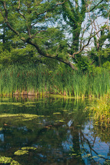 Obraz premium tree beside a lake in the forest
