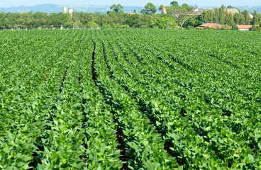 Fototapeta na wymiar Green soya field in growing
