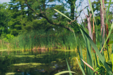 tree beside a lake in the forest