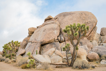 Beautiful landscape with Joshua tree, mountain, rocks
