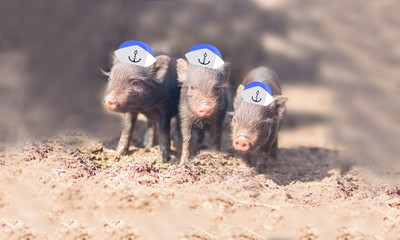 three little pigs. Three small and lovely