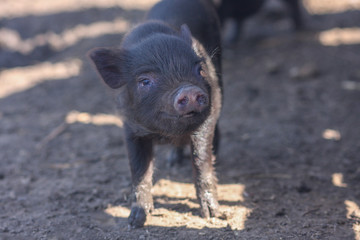 little pig. swine flu