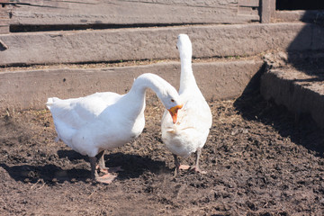 hemorrhoids concept. geese couple