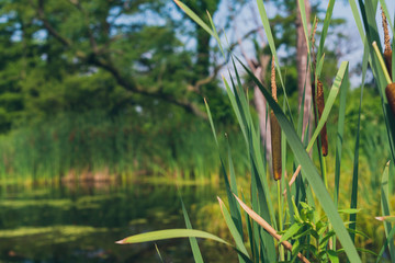 cattails in a wetland