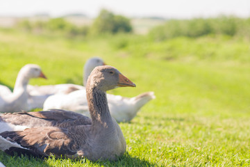 morning in the village. ducks