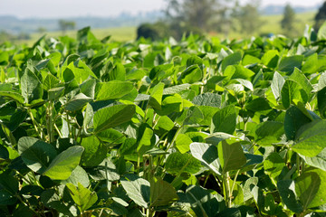 Closeup of green soybean leaves