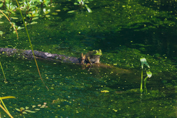 frog sitting on a log in a pond