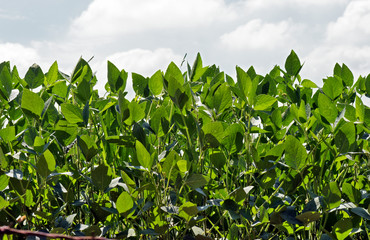 Closeup of green soybean leaves
