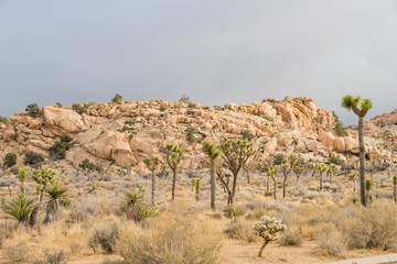 Beautiful landscape with Joshua tree, mountain, rocks