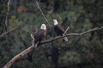 Two Bald Eagles on branch 