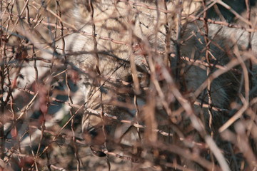 A wolf in a cage, in captivity.