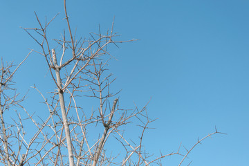 Naked tree branches against the sky.