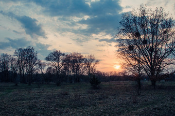 Fototapeta premium A field with lonely trees at sunset.