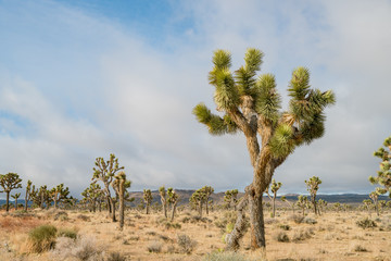 Obraz premium Beautiful landscape with Joshua tree, mountain, rocks