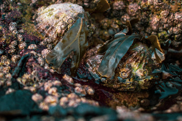 sea shells 