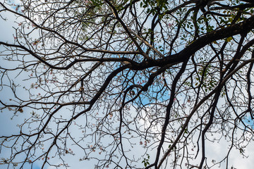 Branches of trees and the sky
