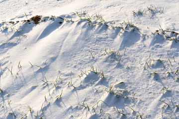 Fototapeta premium Closeup Details of Countryside Nature on Sunny Winter Day