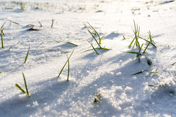 Closeup Details of Countryside Nature on Sunny Winter Day