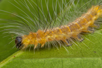 Beautiful Yellow Caterpillar on green leaves
