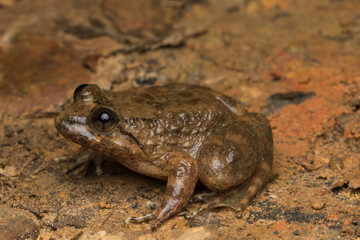 Macro image frog on green leaf in Sabah, Borneo - Philautus Amoenus (Kamboranga Bush frog)