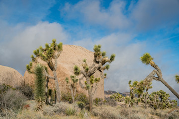Fototapeta na wymiar Beautiful landscape with Joshua tree, mountain, rocks