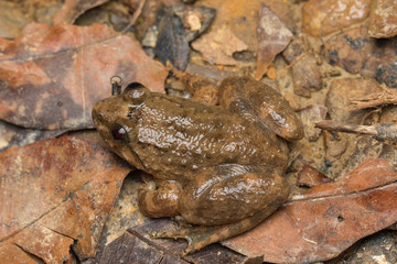 Macro image frog on green leaf in Sabah, Borneo - Philautus Amoenus (Kamboranga Bush frog)