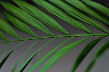 Planta de jardim Natureza