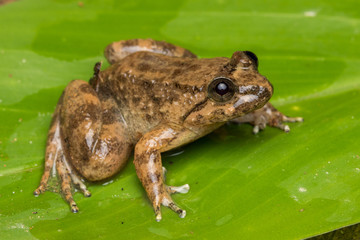 Macro image frog on green leaf in Sabah, Borneo - Philautus Amoenus (Kamboranga Bush frog)