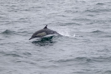Naklejka premium long-beaked common dolphin (Delphinus capensis)