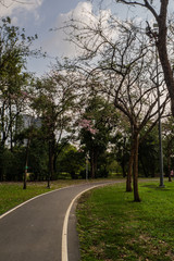 Landscape of tree in the park