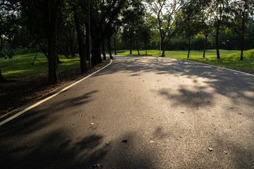 Fototapeta premium Landscape of tree in the park