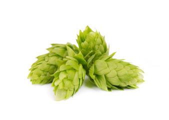 Fresh green hop branch, isolated on white background