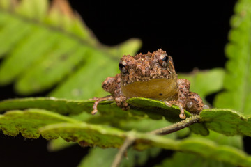 Macro image frog on green leaf in Sabah, Borneo - Philautus Amoenus (Kamboranga Bush frog)