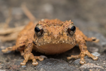 Macro image frog on green leaf in Sabah, Borneo - Philautus Amoenus (Kamboranga Bush frog)