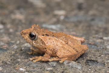 Macro image frog on green leaf in Sabah, Borneo - Philautus Amoenus (Kamboranga Bush frog)