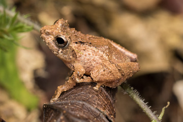 Macro image frog on green leaf in Sabah, Borneo - Philautus Amoenus (Kamboranga Bush frog)