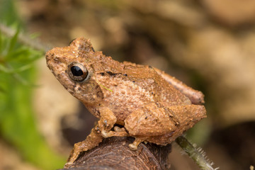 Macro image frog on green leaf in Sabah, Borneo - Philautus Amoenus (Kamboranga Bush frog)