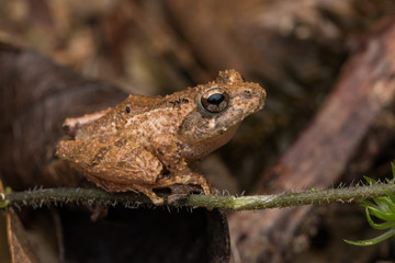 Naklejka premium Macro image frog on green leaf in Sabah, Borneo - Philautus Amoenus (Kamboranga Bush frog)