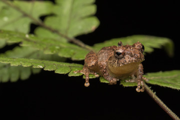 Macro image frog on green leaf in Sabah, Borneo - Philautus Amoenus (Kamboranga Bush frog)