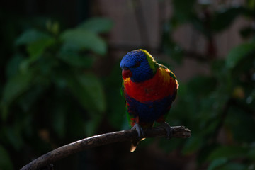 Rainbow Lorikeet birds Portrait Australian bird