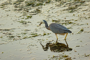 Heron Feeding