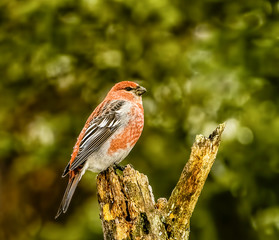 Male Pine Grosbeck Perched - A beautiful red colored male Pine Grosbeck is perched on the tip of a branch. Sax-Zim bog, meadowlands, Minnesota.